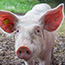 zasady ochrony świń przed asf